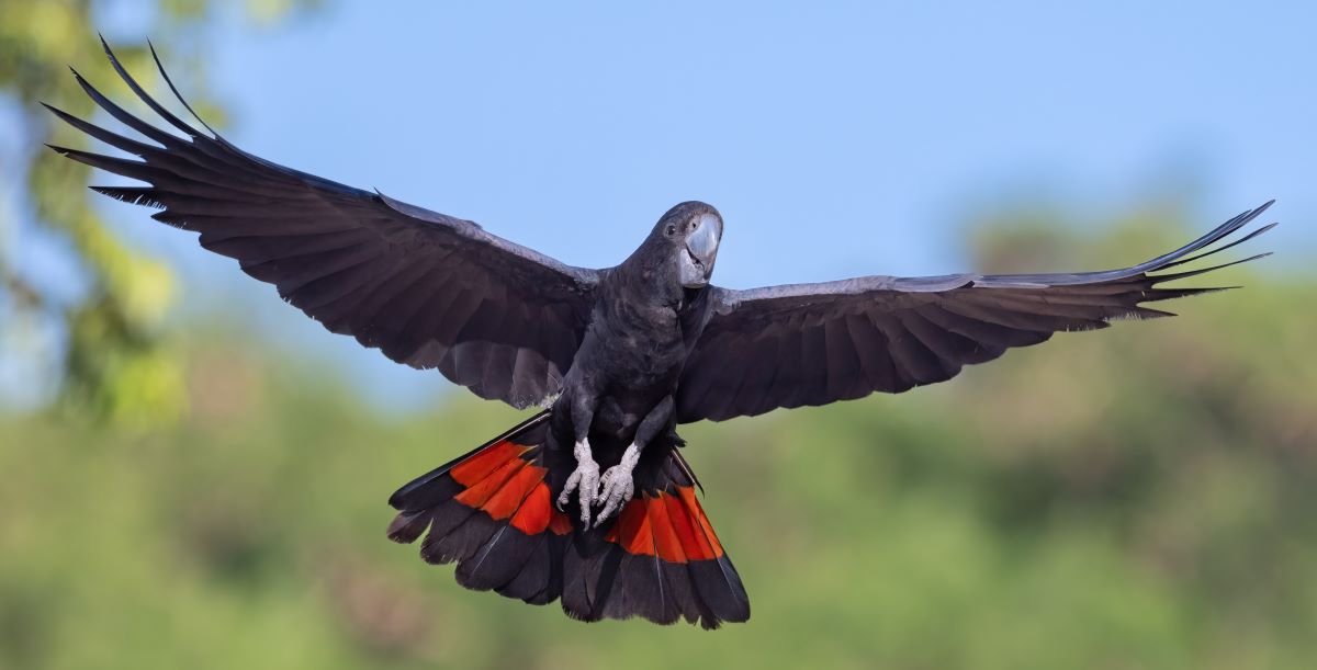 Red Tailed Cockatoo